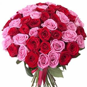 Букет 51 красно-розовая роза с лентами R309