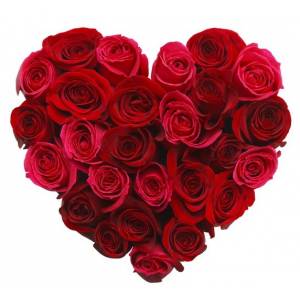 Сердце 21 красная роза R386